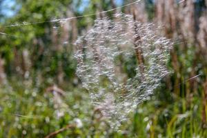 Fallschirme von Löwenzahn stecken im ein Netz und glitzern im das Sonne gegen das Hintergrund von Grün. selektiv Fokus. verschwommen Hintergrund. foto