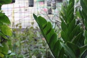 Foto von Grün Blätter im Kinder- Garten Kinder