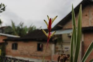 rot Gelb Blumen Blühen im das Garten foto