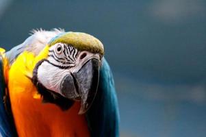 Papagei Vogel Tier foto
