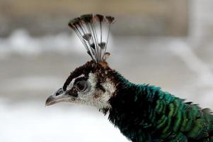 ein Kopf Porträt von ein Vogel Pfau auf ein Weiß Winter Hintergrund foto