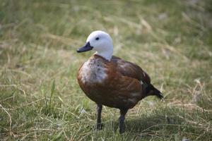 Ente auf Bauernhof foto