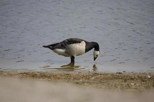 Gans auf See foto