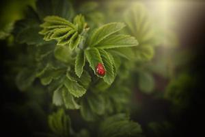 ein Frühling Strauch mit Grün Blätter und ein rot Marienkäfer im das Wärme von das Nachmittag Sonne foto