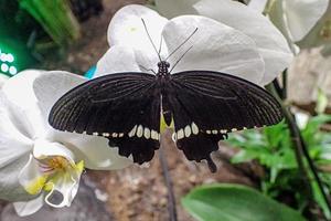zart bunt kultiviert Schmetterling im das Schmetterling Haus im Nahansicht foto