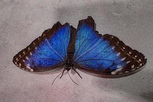 zart bunt kultiviert Schmetterling im das Schmetterling Haus im Nahansicht foto