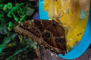 zart bunt kultiviert Schmetterling im das Schmetterling Haus im Nahansicht foto