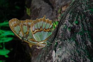 zart bunt kultiviert Schmetterling im das Schmetterling Haus im Nahansicht foto