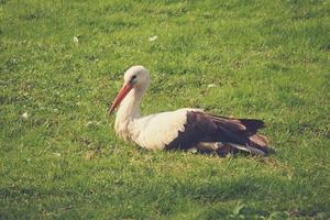 weiß schwarz Storch spazieren gehen im Frühling auf ein frisch Grün Gras foto