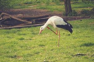 weiß schwarz Storch spazieren gehen im Frühling auf ein frisch Grün Gras foto