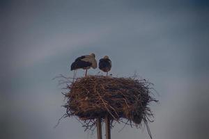 zwei Störche wandernd im das Nest beim Frühling Höhe gegen das Hintergrund von das Himmel foto