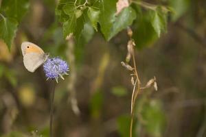 wenig braun Schmetterling Sitzung auf ein Sommer- Blau Blume im ein Wiese foto