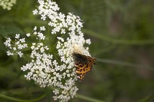 Weiß Spinne isst ein Schmetterling auf ein Sommer- Blume foto