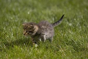 Kitty auf Gras foto