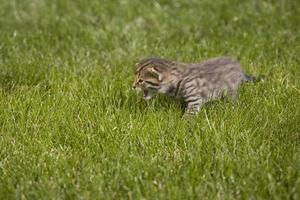 Kitty auf Gras foto