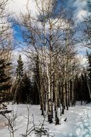 Blick auf den Winterwald foto
