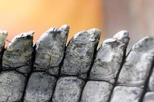 Alligator Krokodil Haut Detail Muster Nahaufnahme foto