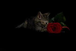 Kitty weiß rot Rose foto