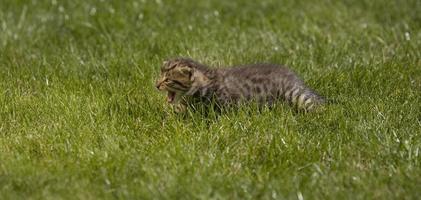 Kitty auf Gras foto