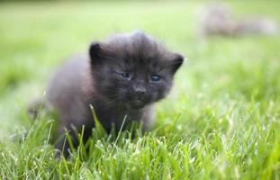 Kitty auf Gras foto