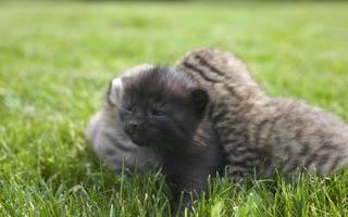 Kitty auf Gras foto