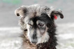 Porträt eines sehr traurigen Hündchens schwarzen Hundes foto