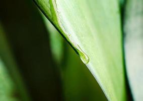 Tautropfen auf einem grünen Blatt eines Pflanzenmakro-Frühlingshintergrunds foto