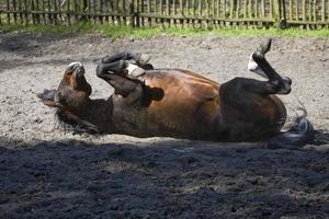 Pferd im das Zucht foto