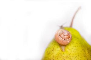 Schnecke auf thp foto