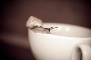 ein klein Schnecke wandern auf ein weiß Tasse foto