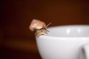 ein klein Schnecke wandern auf ein weiß Tasse foto