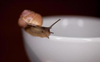 ein klein Schnecke wandern auf ein Weiß Tasse foto