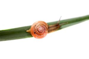 Schnecke auf Grün Blatt foto