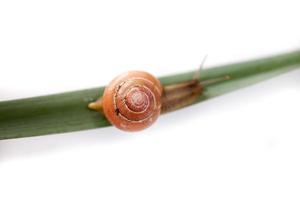 Schnecke auf Grün Blatt foto