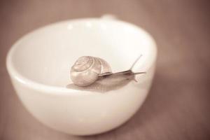 ein klein Schnecke wandern auf ein weiß Tasse foto