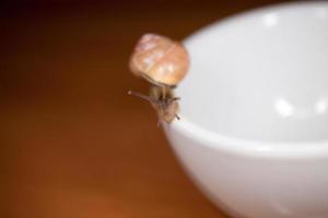 ein klein Schnecke wandern auf ein weiß Tasse foto