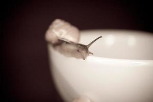 ein klein Schnecke wandern auf ein weiß Tasse foto