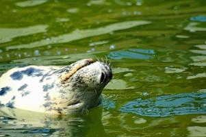 spielen Gerettet Siegel im ein Zoo im Polen foto