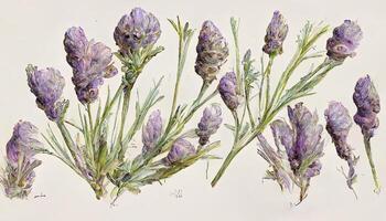außergewöhnlich Lavendel Blumen Blumensträuße Sammlung, Aquarell botanisch Illustration isoliert auf Weiß Hintergrund. generativ ai foto