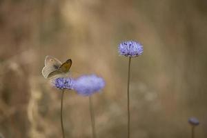 wenig braun Schmetterling Sitzung auf ein Sommer- Blau Blume im ein Wiese foto