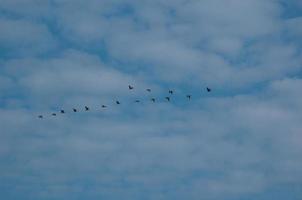 Blau Himmel und Vogel foto