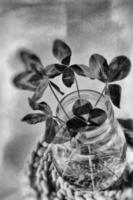 ein Strauß von l Feld vierblättrig Klee im ein klein Vase auf ein Licht glatt Hintergrund foto