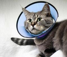 ein krank grau Katze Lügen mit ein medizinisch Kragen. ai generiert. foto