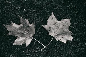 Herbst Blatt mit Regen Tropfen Lügen auf das Straße foto