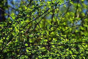 Zweig mit jung frisch Frühling Grün Blätter auf ein warm sonnig Tag foto