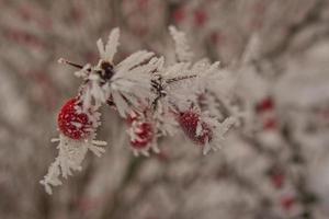 schön Strauch mit rot Früchte bedeckt mit Weiß Frost foto