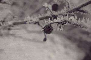 schön Strauch mit rot Früchte bedeckt mit Weiß Frost foto