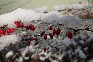 rot Berberitze Früchte bedeckt mit Winter Eis foto