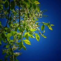 Frühling Zweig mit Grün Blätter und Weiß Blumen auf ein Hintergrund von Blau Himmel foto