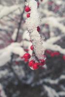 rot Berberitze Früchte bedeckt mit Winter Eis foto